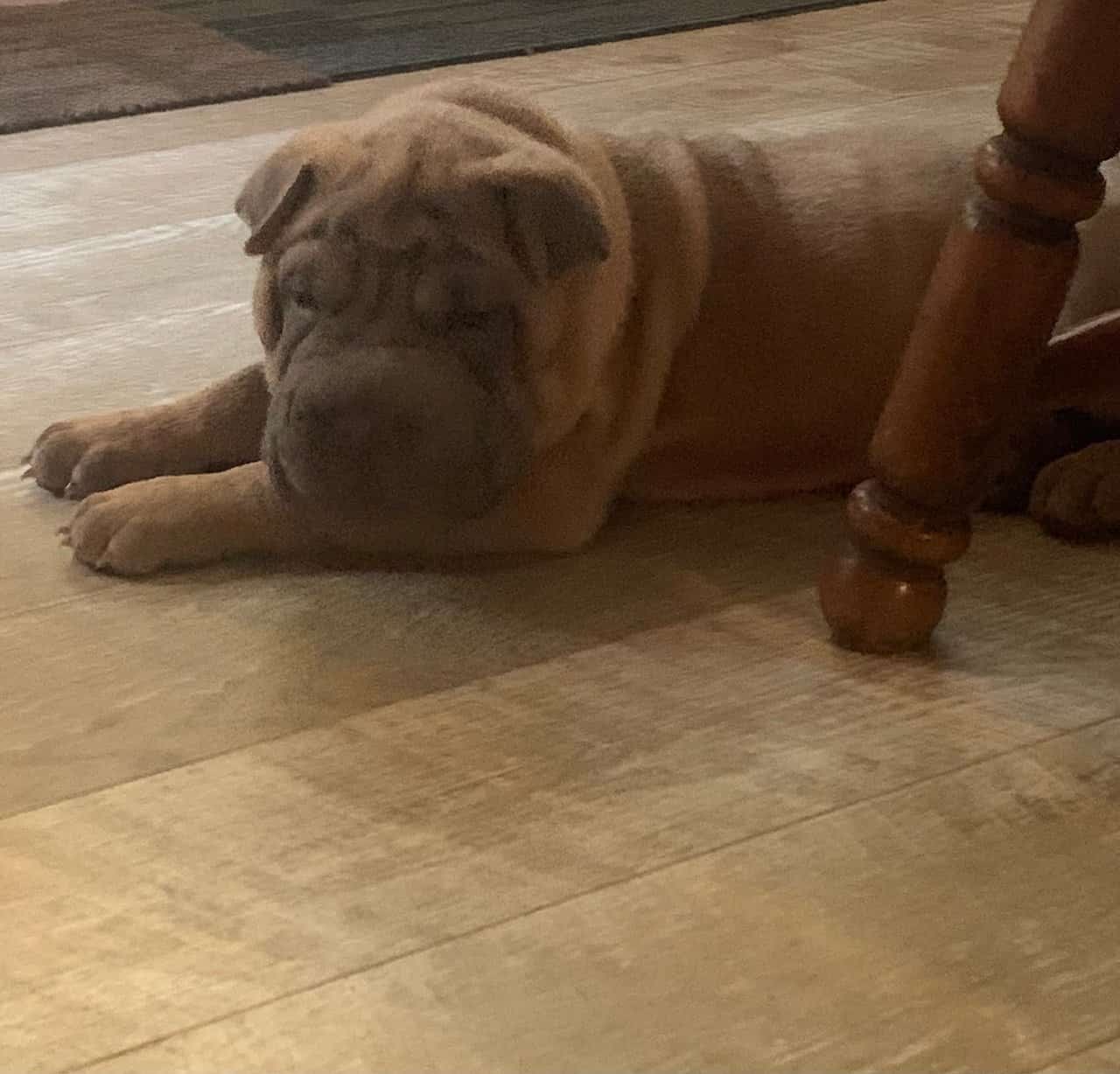 Wanted - Chinese Sharpei image 1