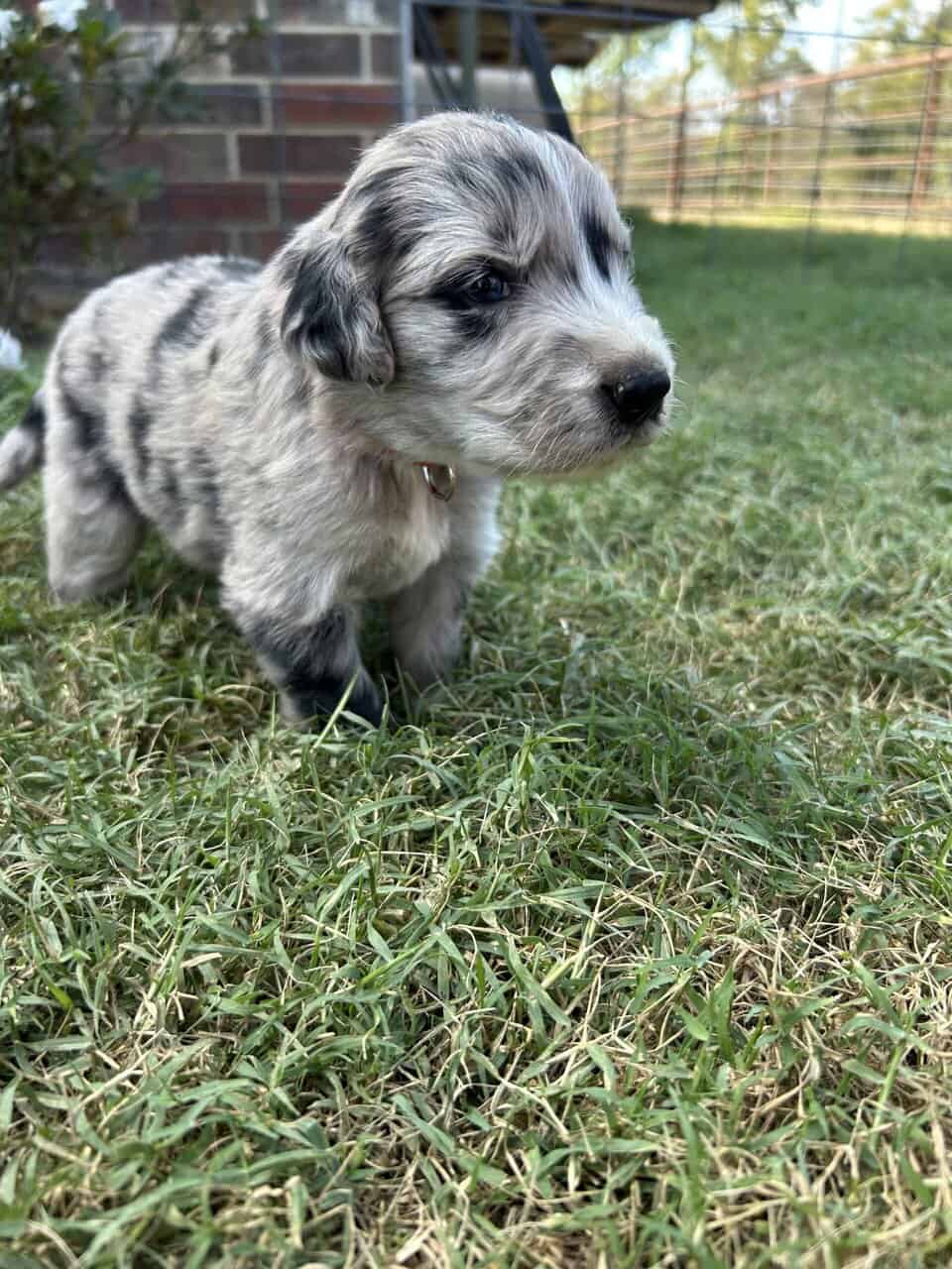 Golden Aussie (red) image 3