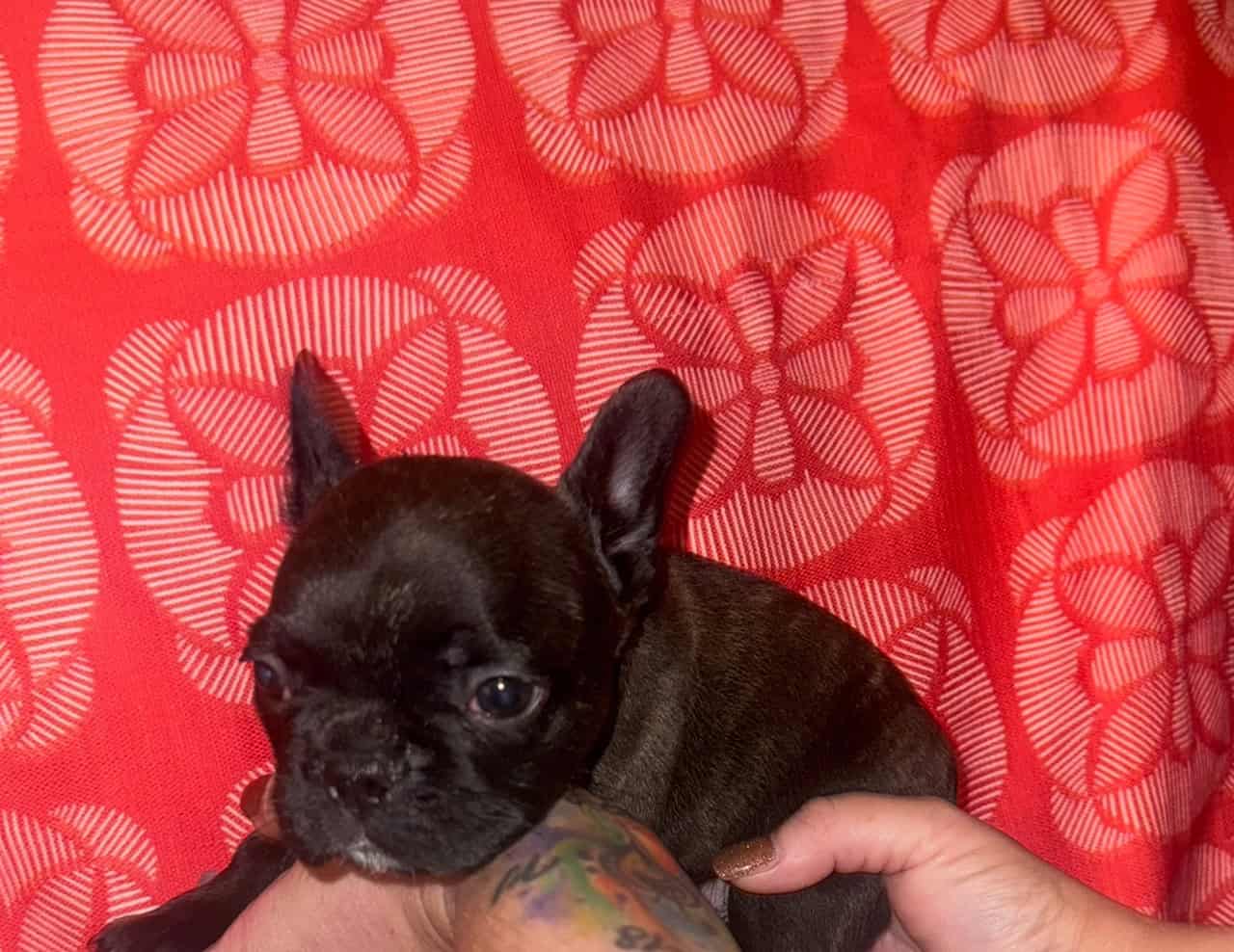 French bulldog puppies akc image 7