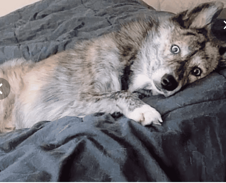 Beautiful Adult Male Husky Pomeranian Mix image 3