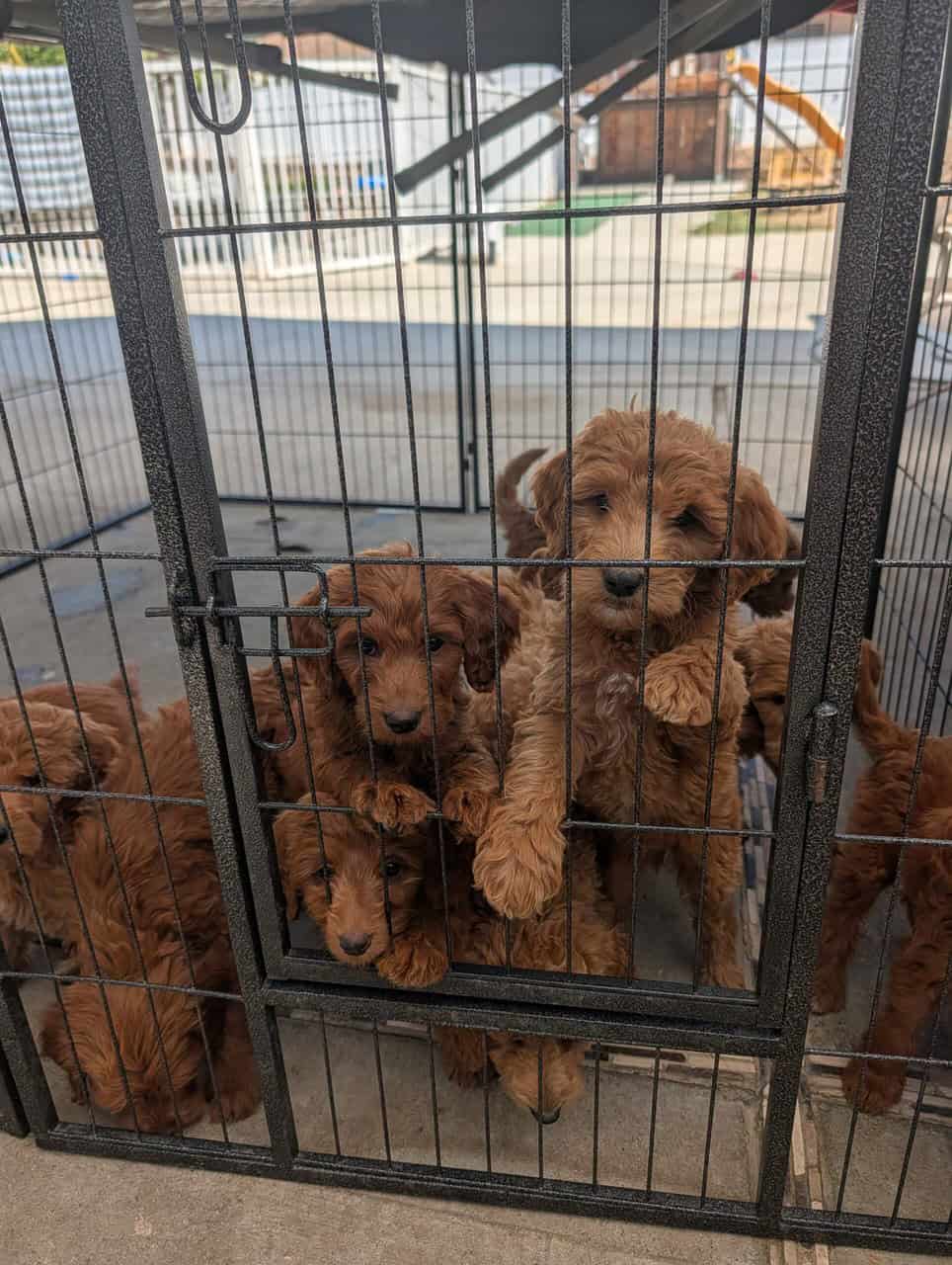 Double doodle puppies image 3