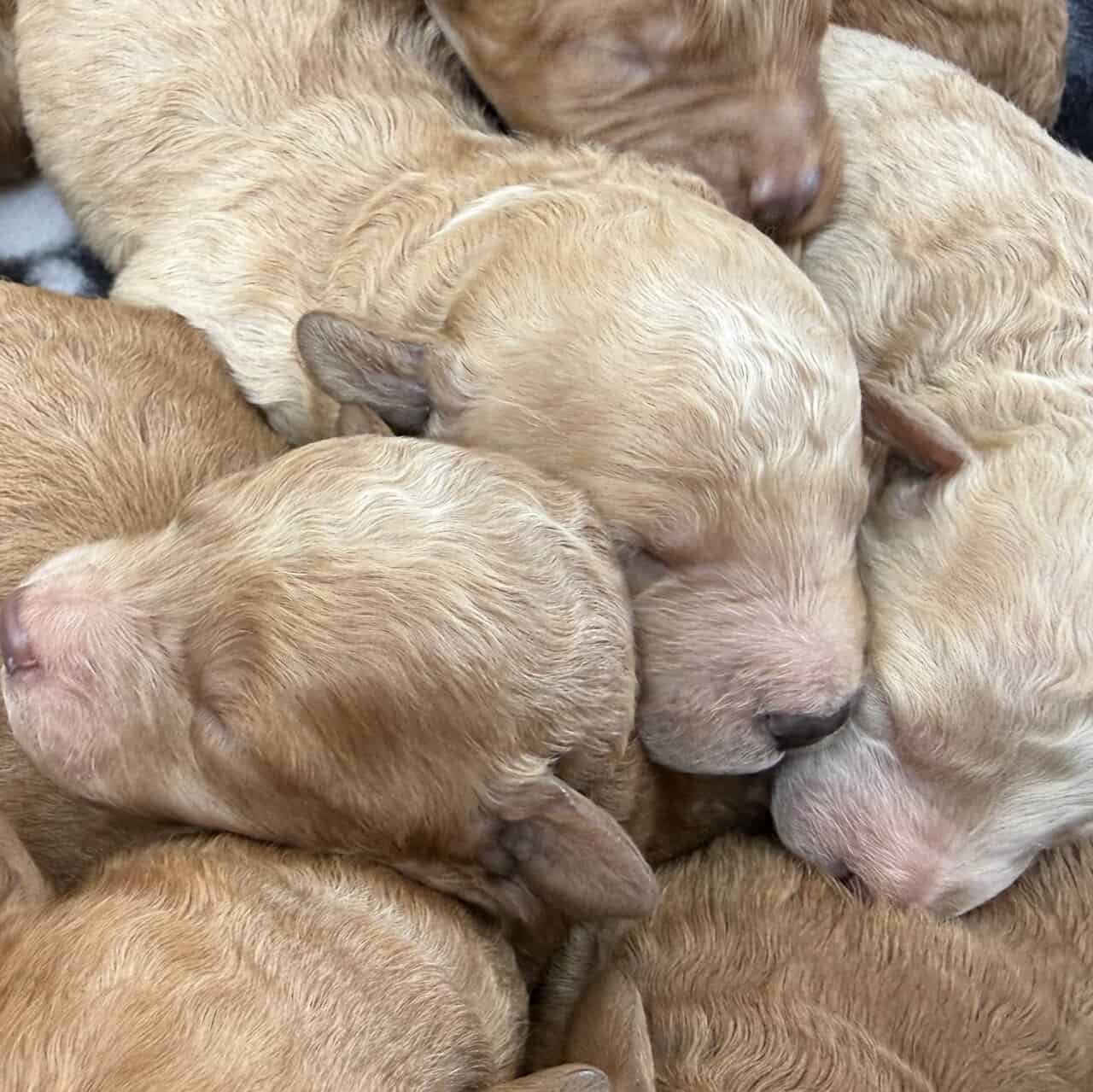 Mini Goldendoodle- Female and Male image 5