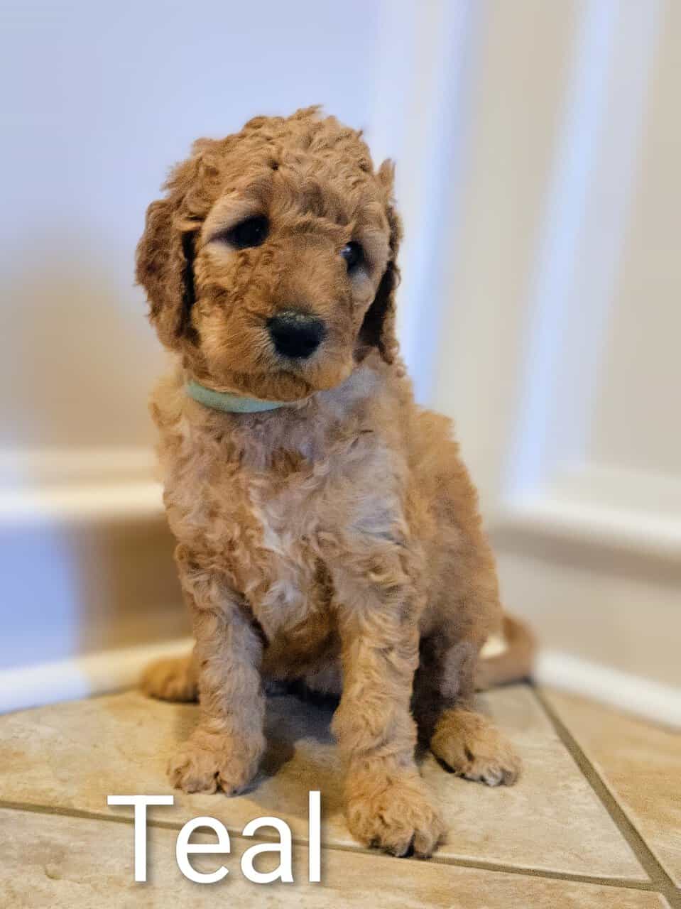 Goldendoodle Puppies image 6