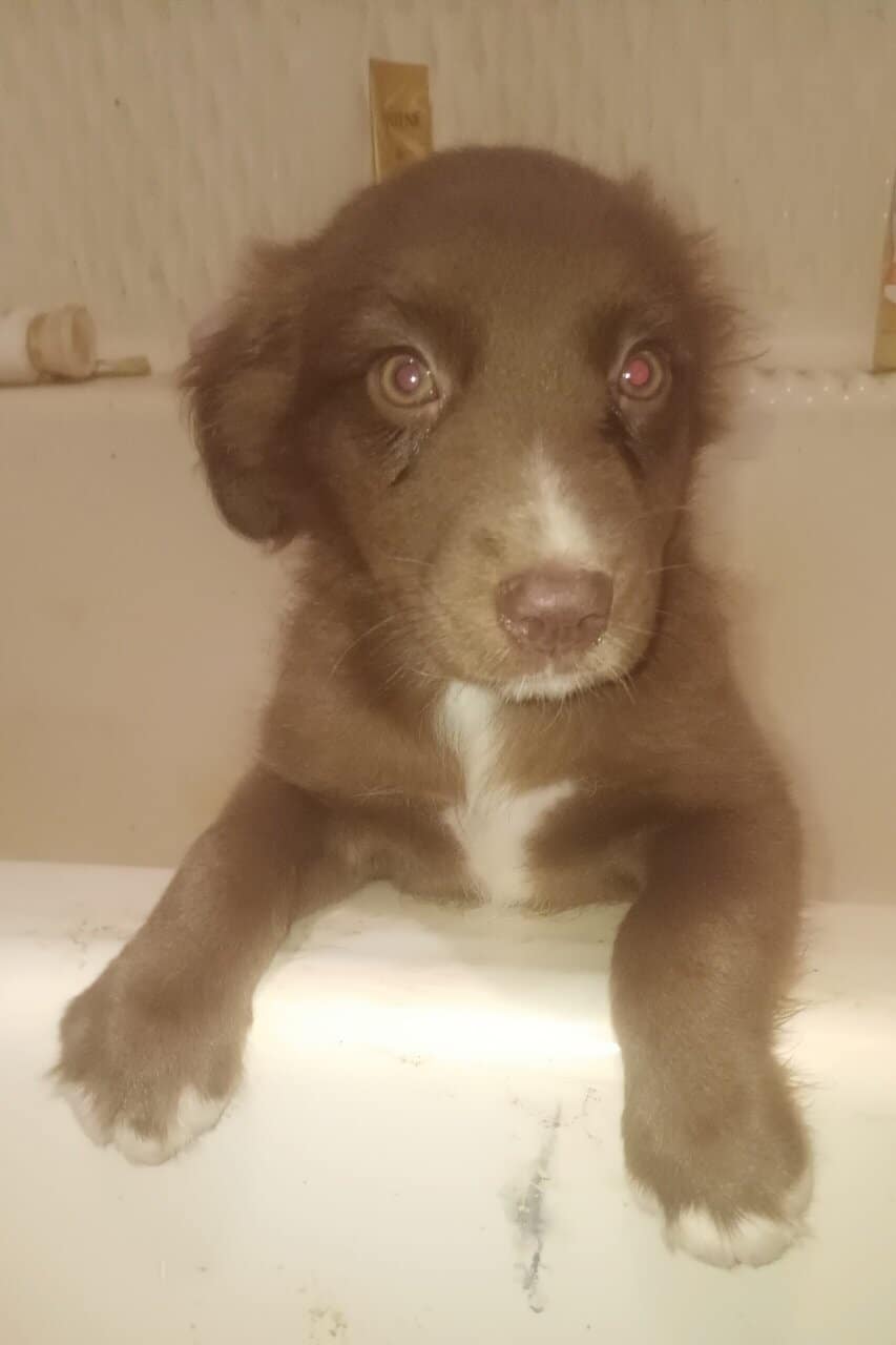 Australian Shepard puppies image 2