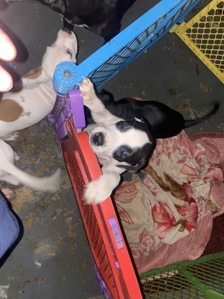 I have 3 puppy’s left 2 boys and 1 girl l image 2