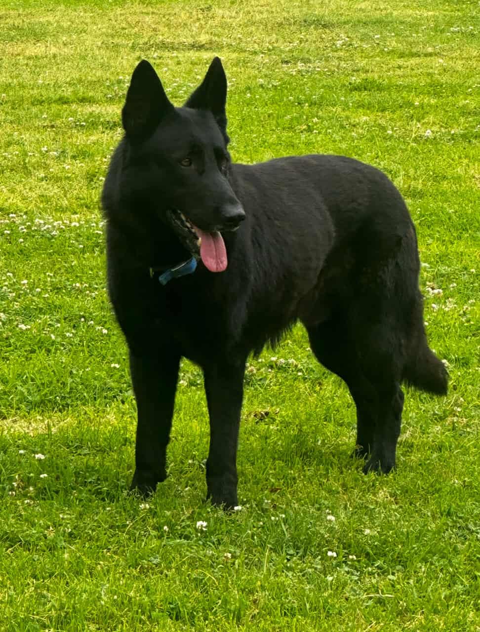 German shepherd Belgian malinois puppies for sale image 5
