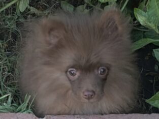Chocolate male pomeranian