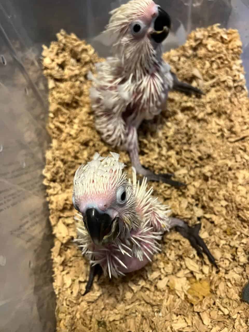1 yr old Umbrella Cockatoo image 3