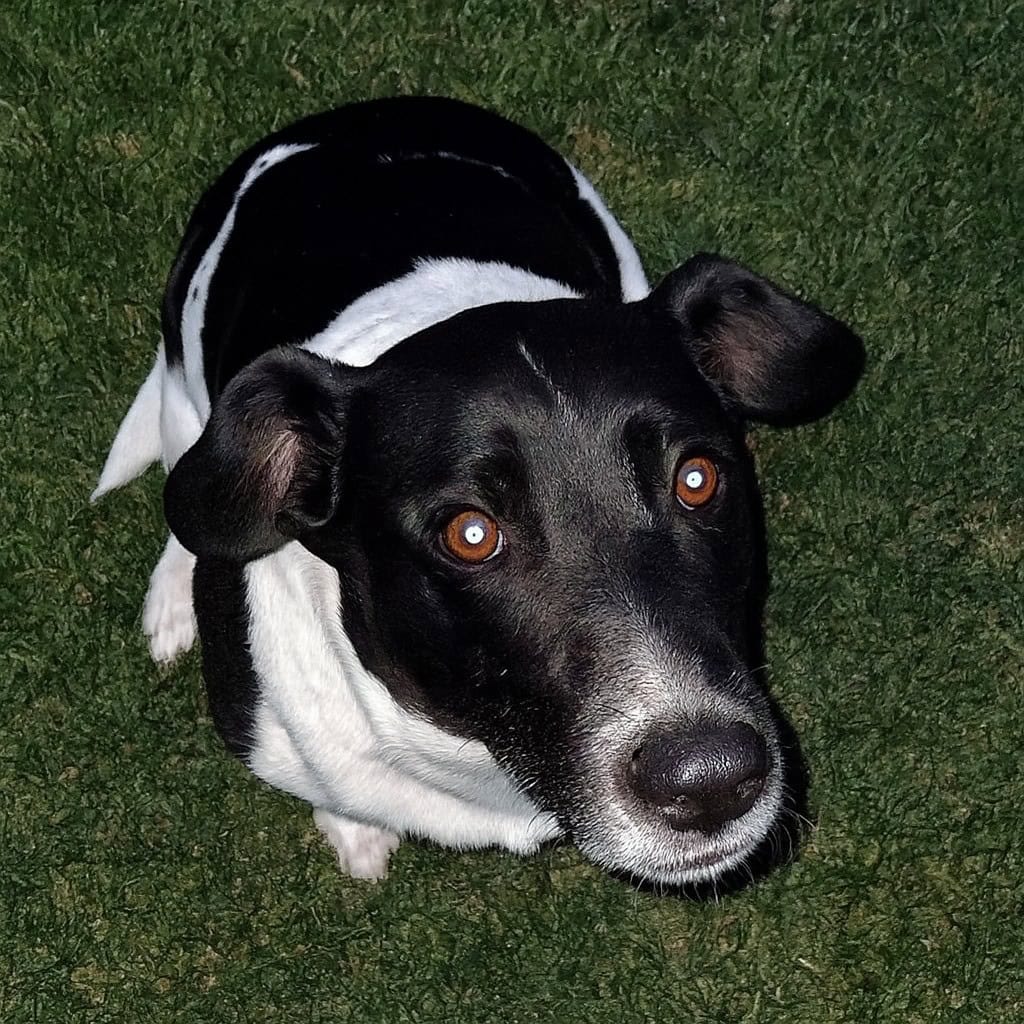 Snoopy image 1