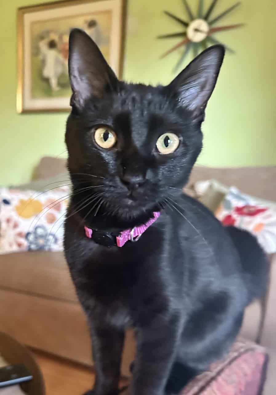 Beatiful Violet needs a home image 2