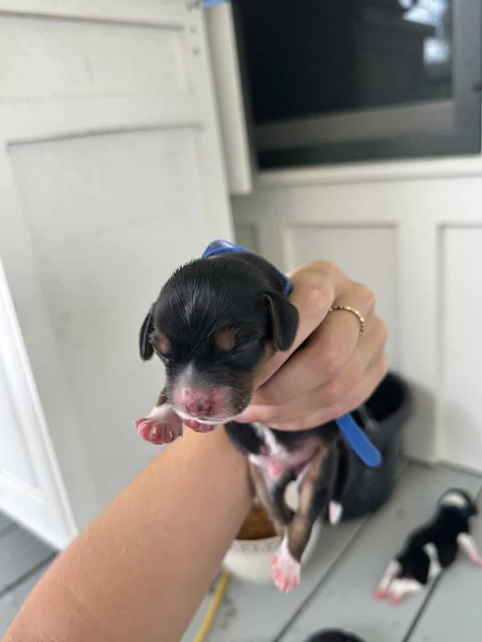 Pure Bred Beagle Puppies image 14