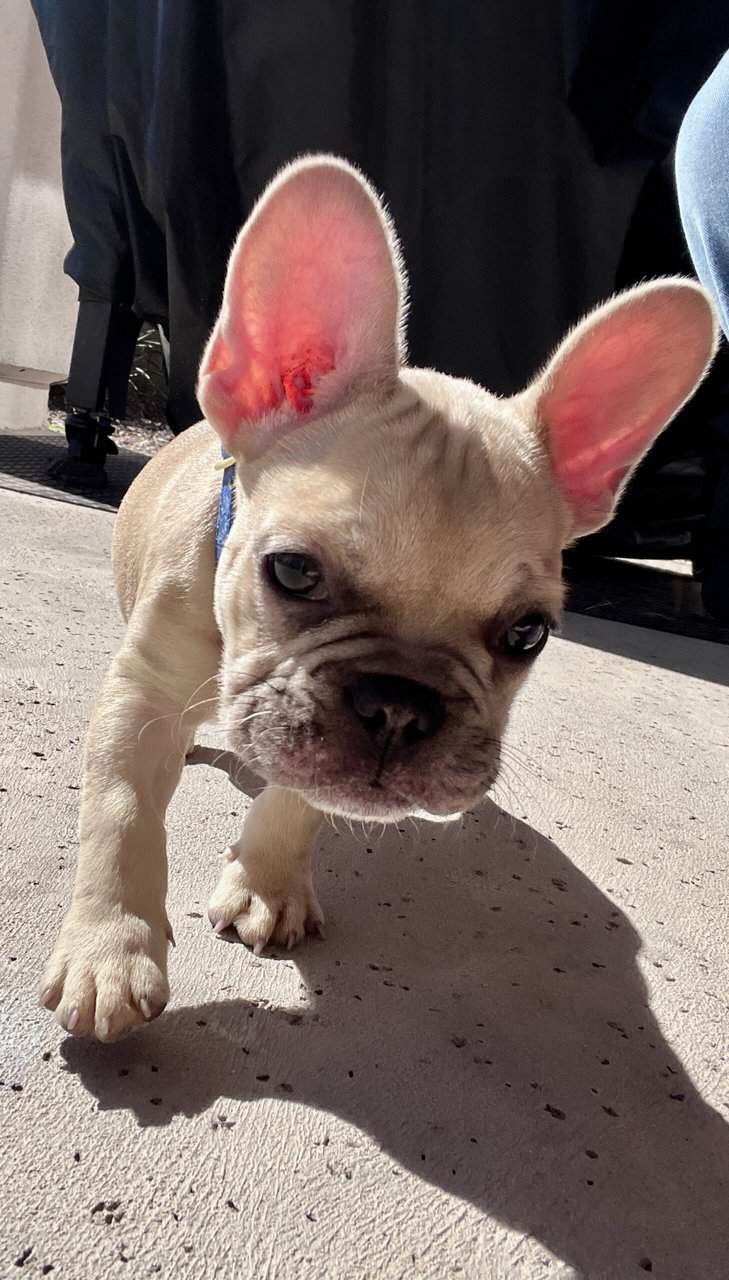 French Bulldog Puppy 🐾 image 5