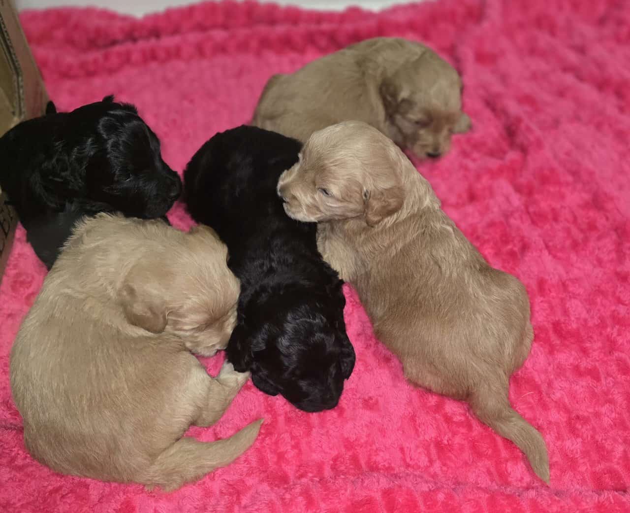 Goldendoodles image 8