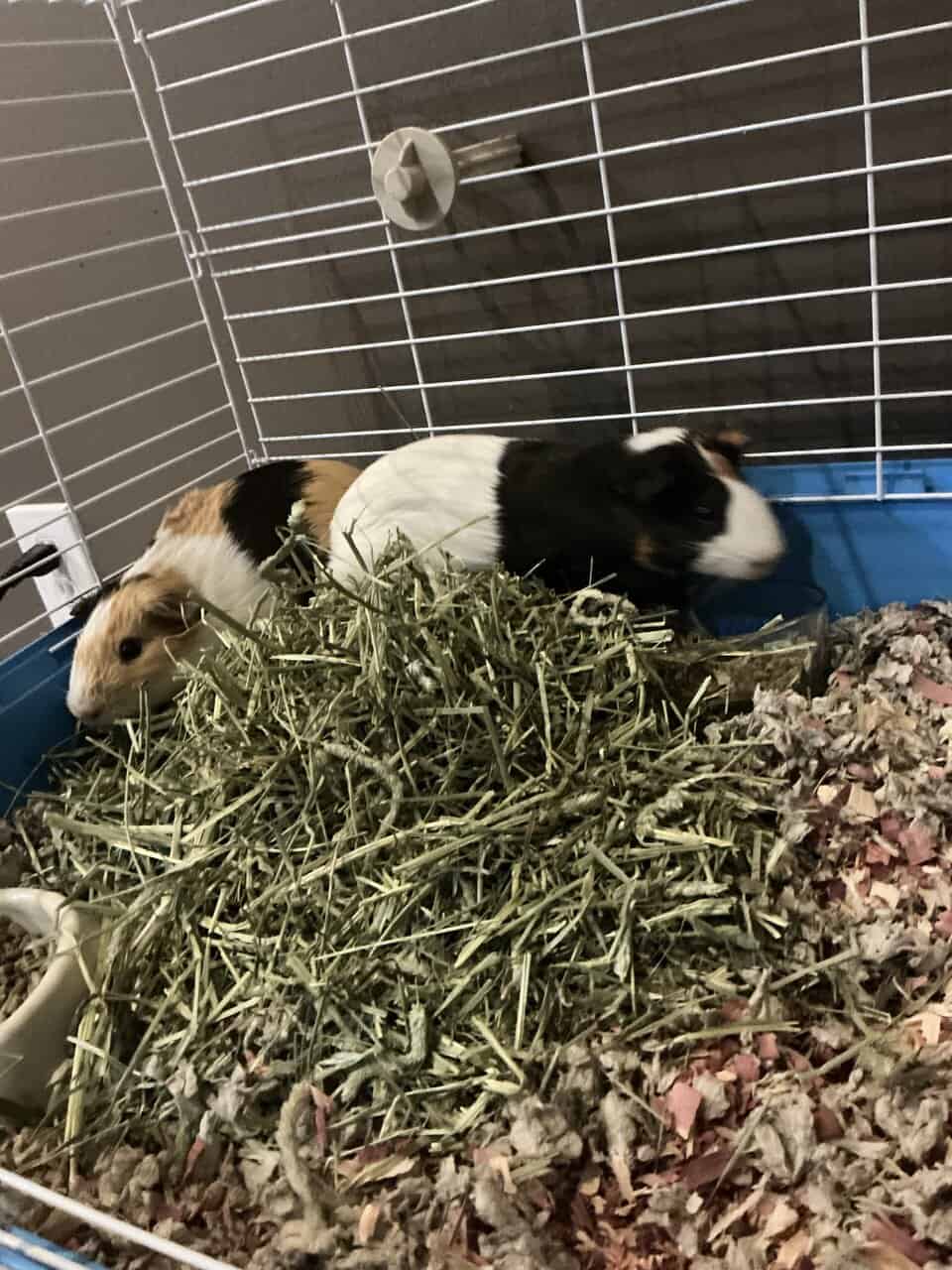 2 Male Guineas Pigs~ Cage + Full Setup image 1
