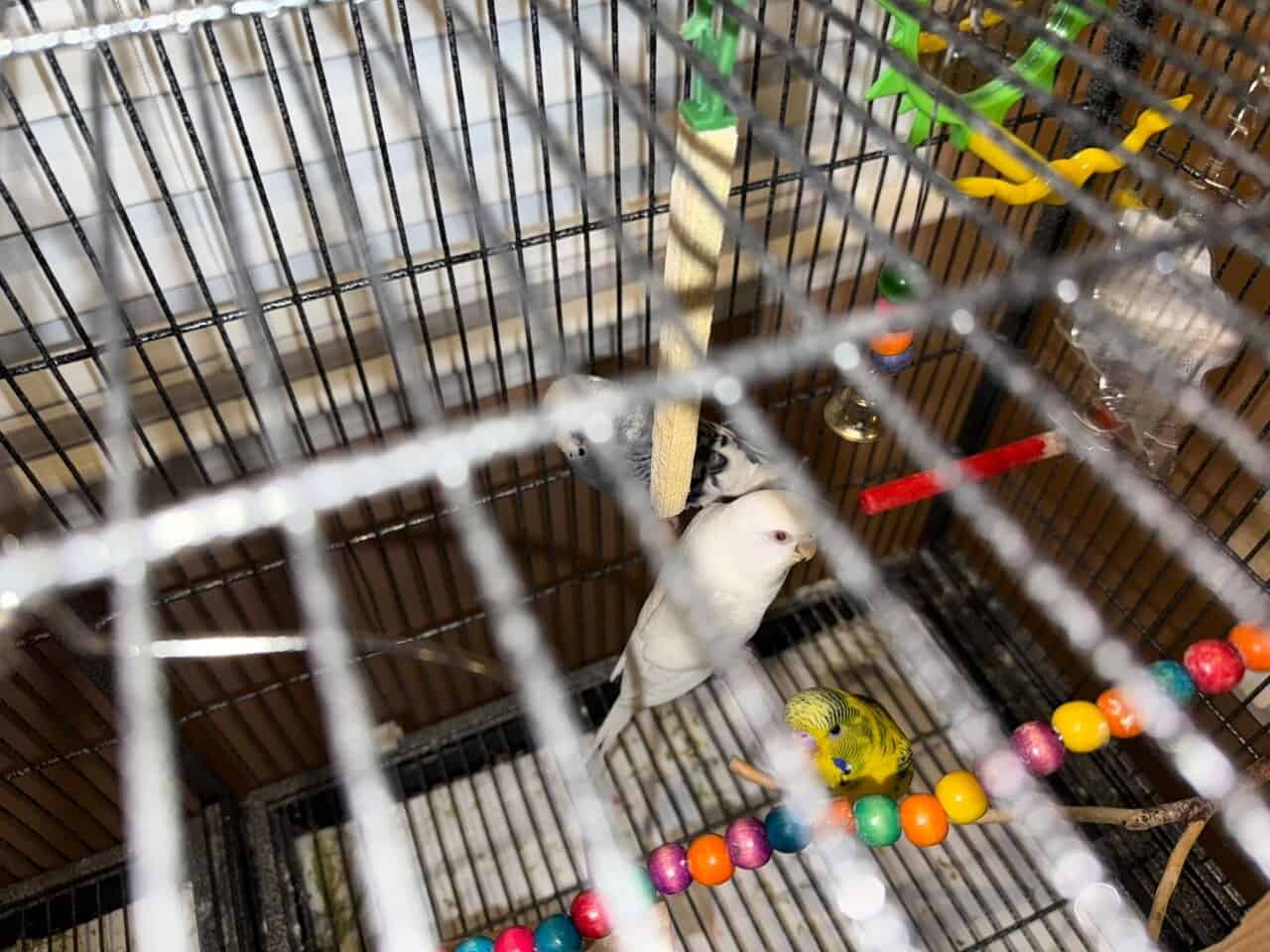 TEN PARAKEETS & A CAGE image 1