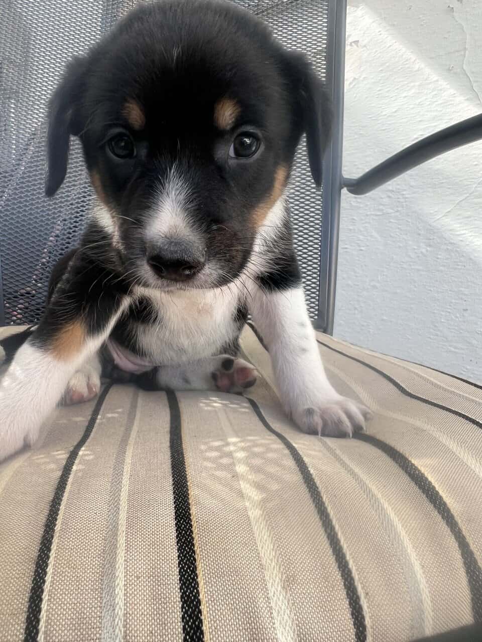 Ranch Pup- Girl 2 image 2