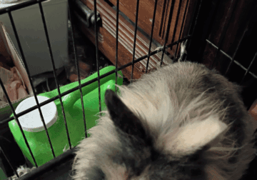 Tortoise colored lion head