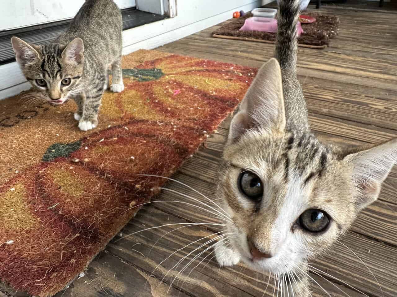 Tabby Kittens! image 4