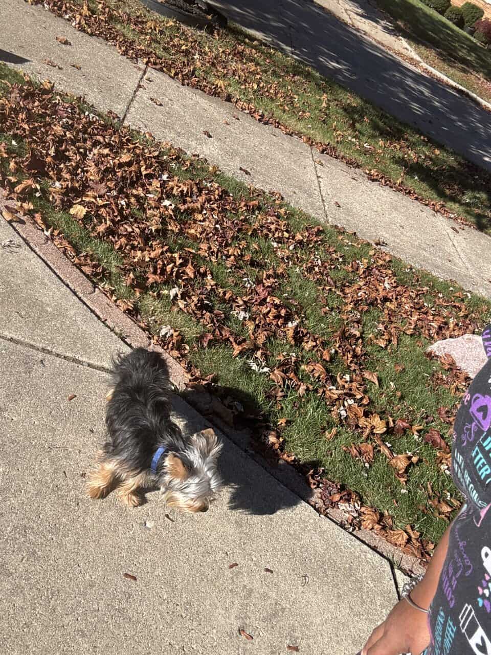 8 month old full breed Yorkie image 3