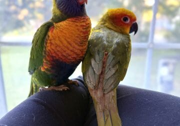 Sun Conure & Swainson’s Lorikeet