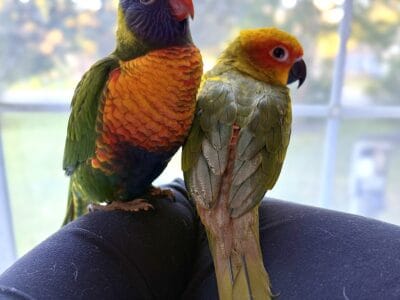 Sun Conure & Swainson’s Lorikeet