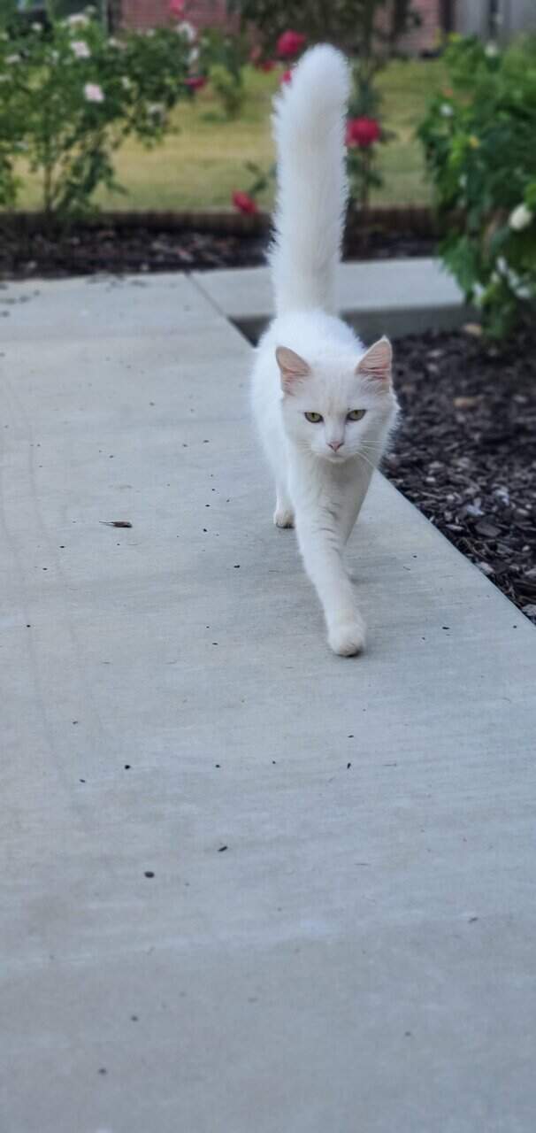 Turkish Van Cat for sale image 5