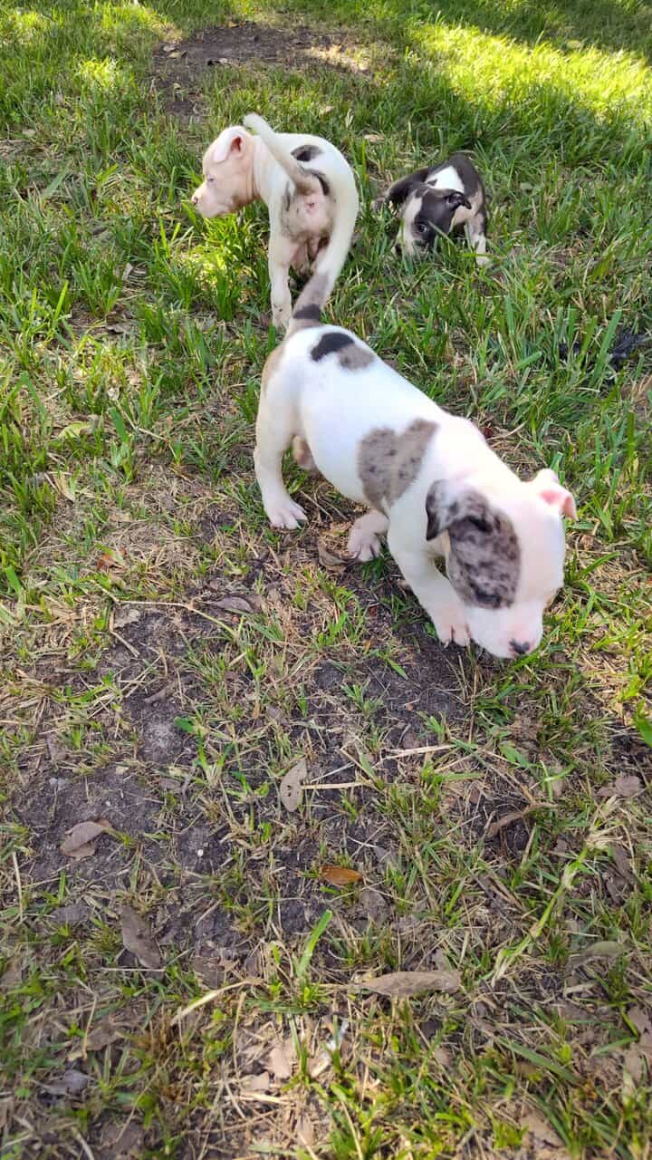Exotic Pitbull/American Bully image 4