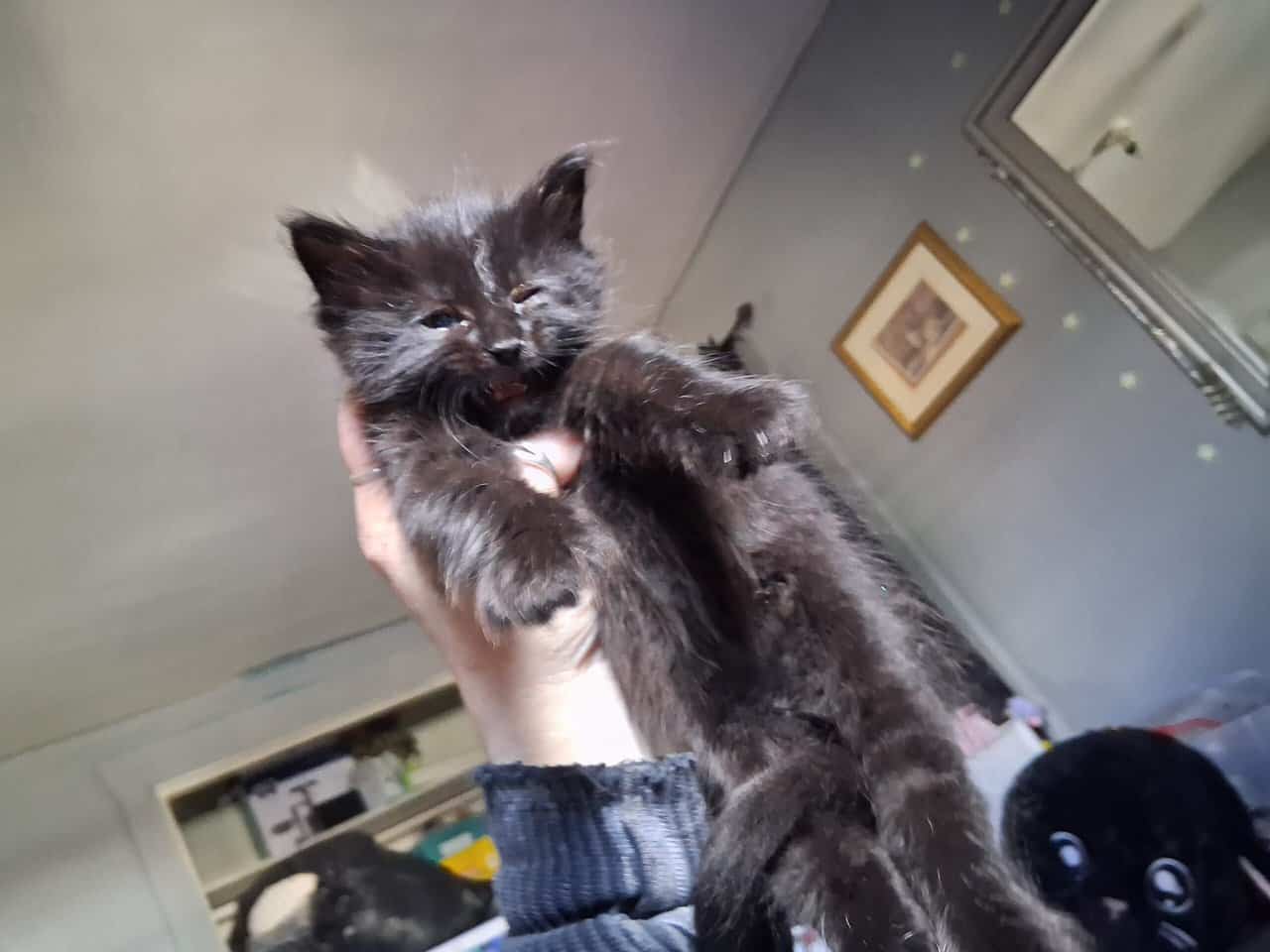 2 maine coon/norwegian forest cat mix kittens 6 wk image 6