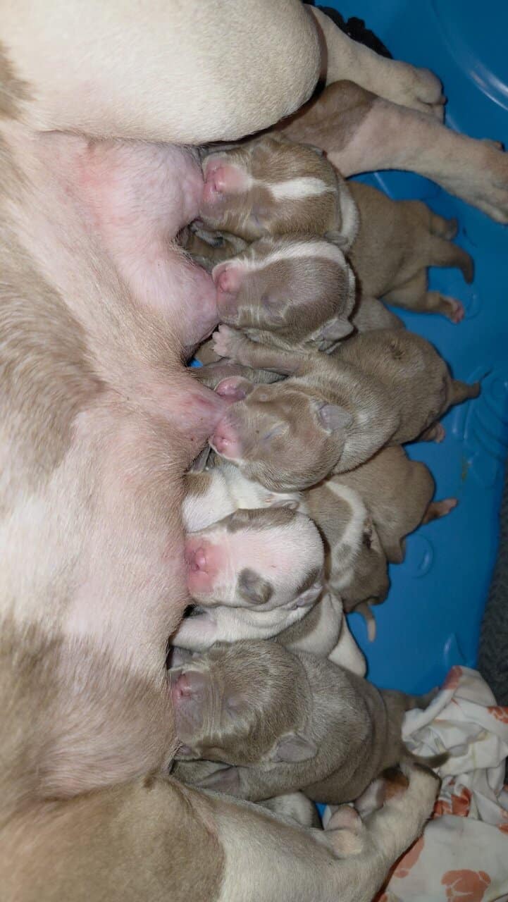 Classic American Bully Puppies Rehome image 1