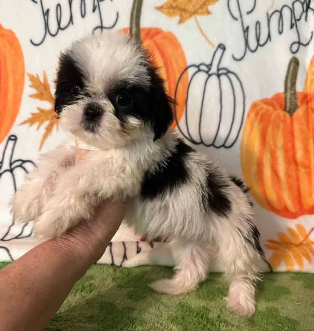 Adorable Shihtzu image 1