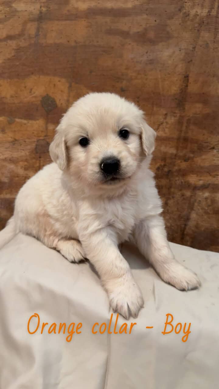 AKC English Cream Golden Retrievers image 2