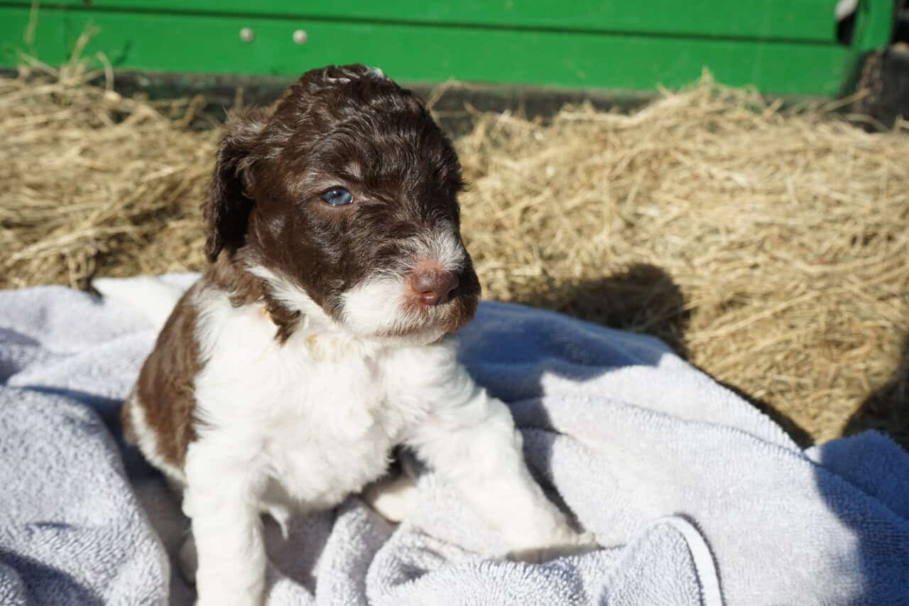 Beautiful Goldendoodle puppies image 6