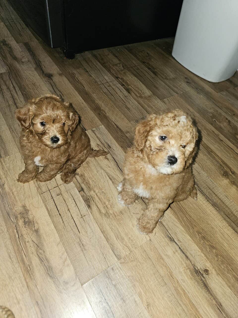 Mini golden doodle image 2
