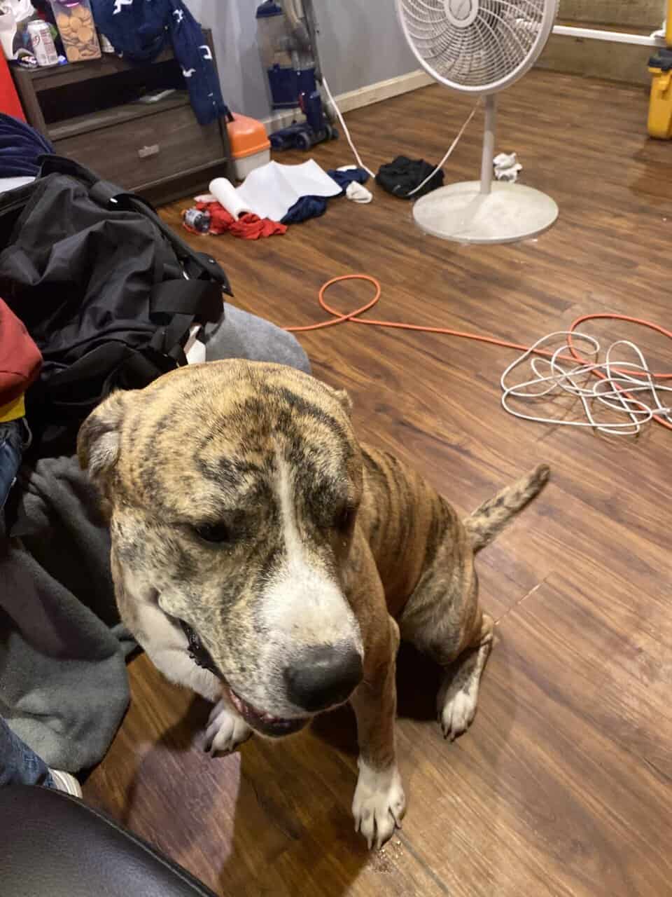 looking to rehome my pitbull, great pyrneese mix image 3