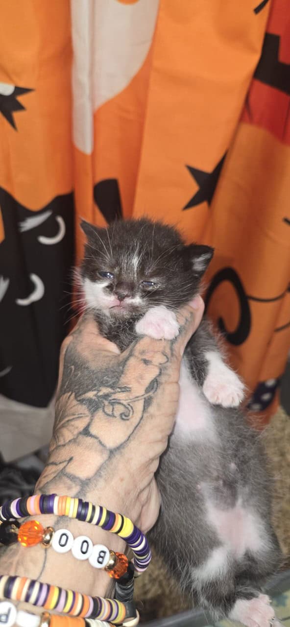Dominant Blue Eyed Kittens image 2