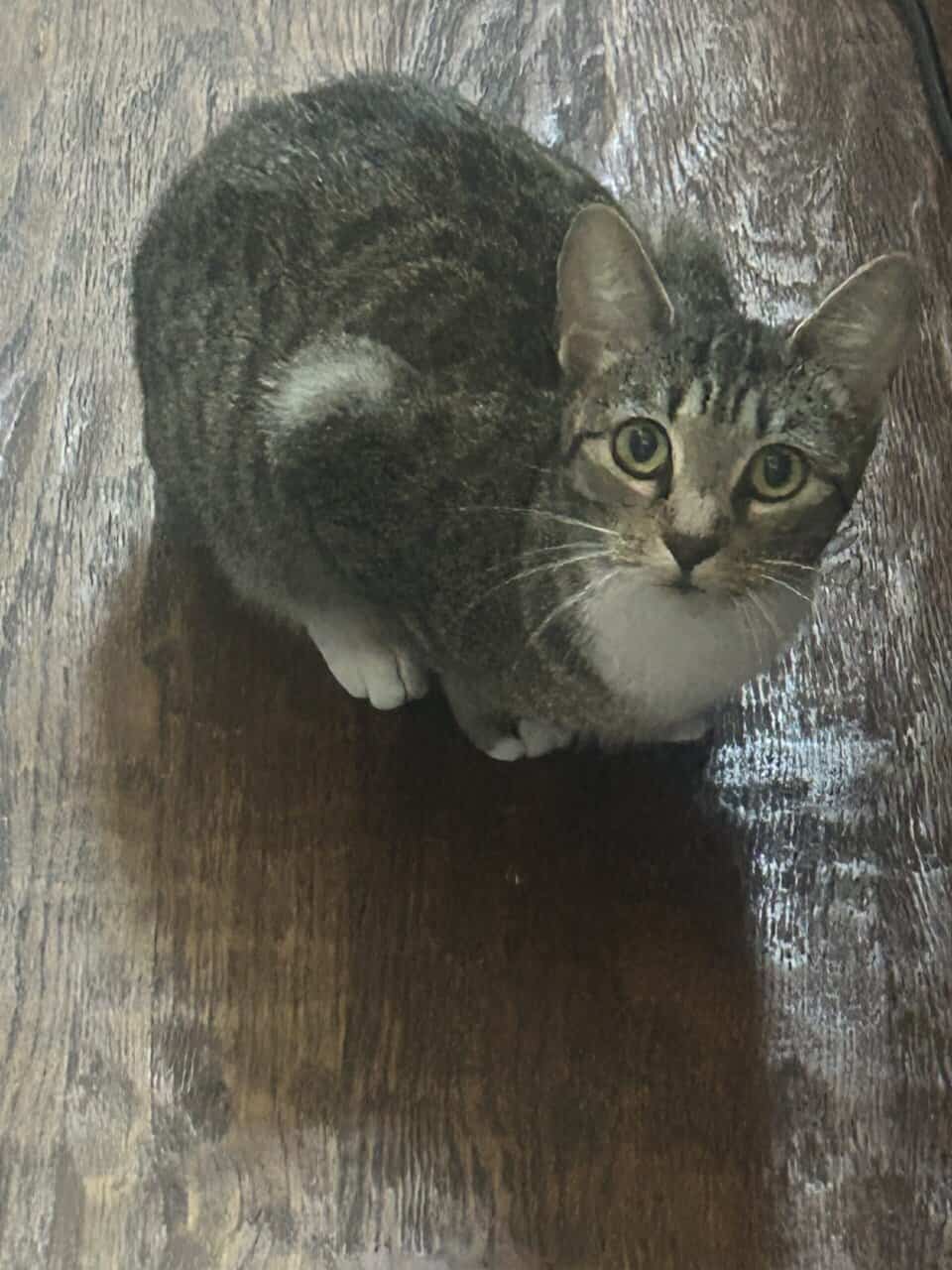🩷 Sweet Cat “Willow” Needs Loving Home ASAP! image 2