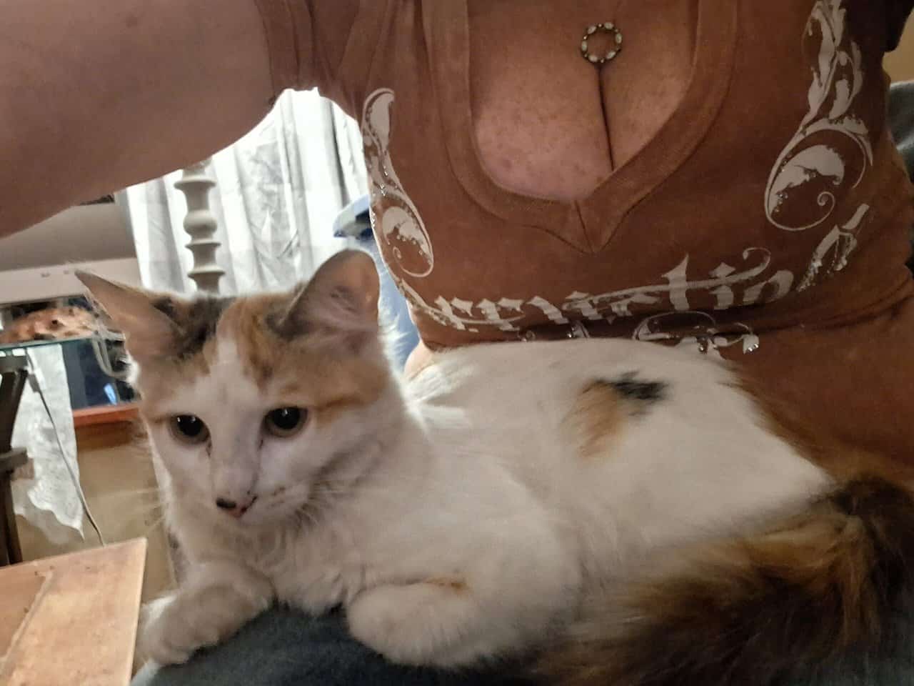 12 wk female calico fixed,vaccinated, dewormed,def image 3