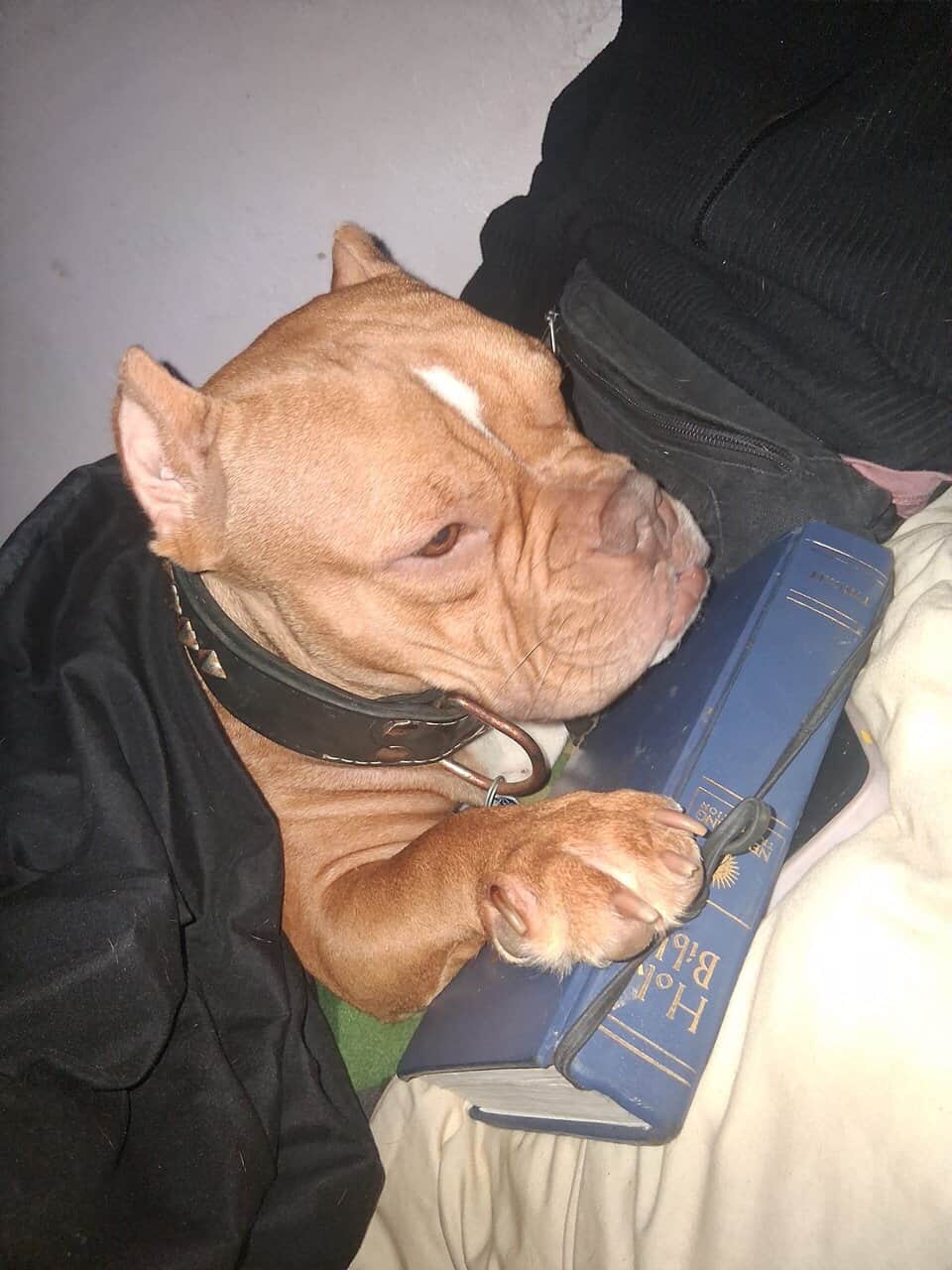 FREE Pocket pitbull female 1yr old image 3