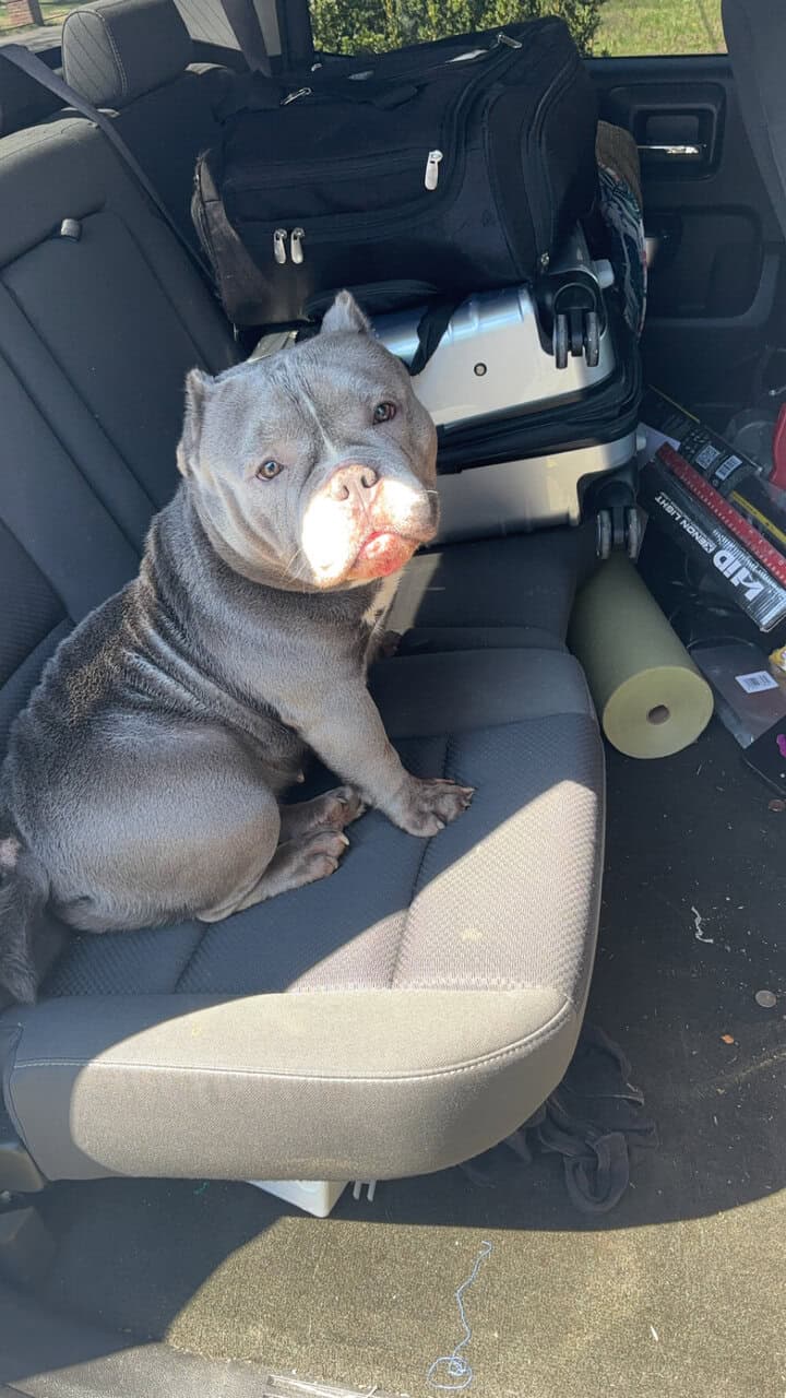 American Bullys image 5