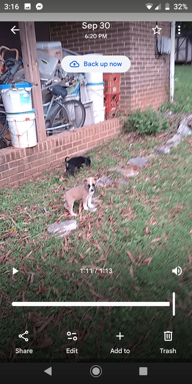 Pitbull/Husky Puppies image 5