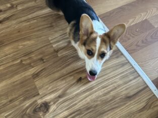 Purebred Corgi