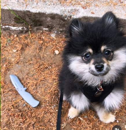 Pomeranian puppies image 7
