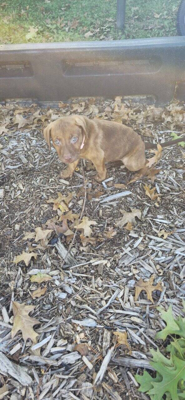 Puppy free image 4