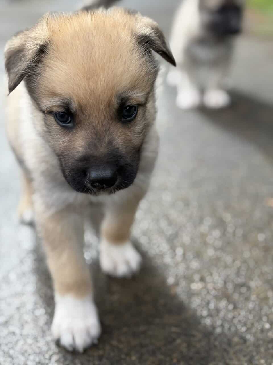 Shepsky puppy image 7