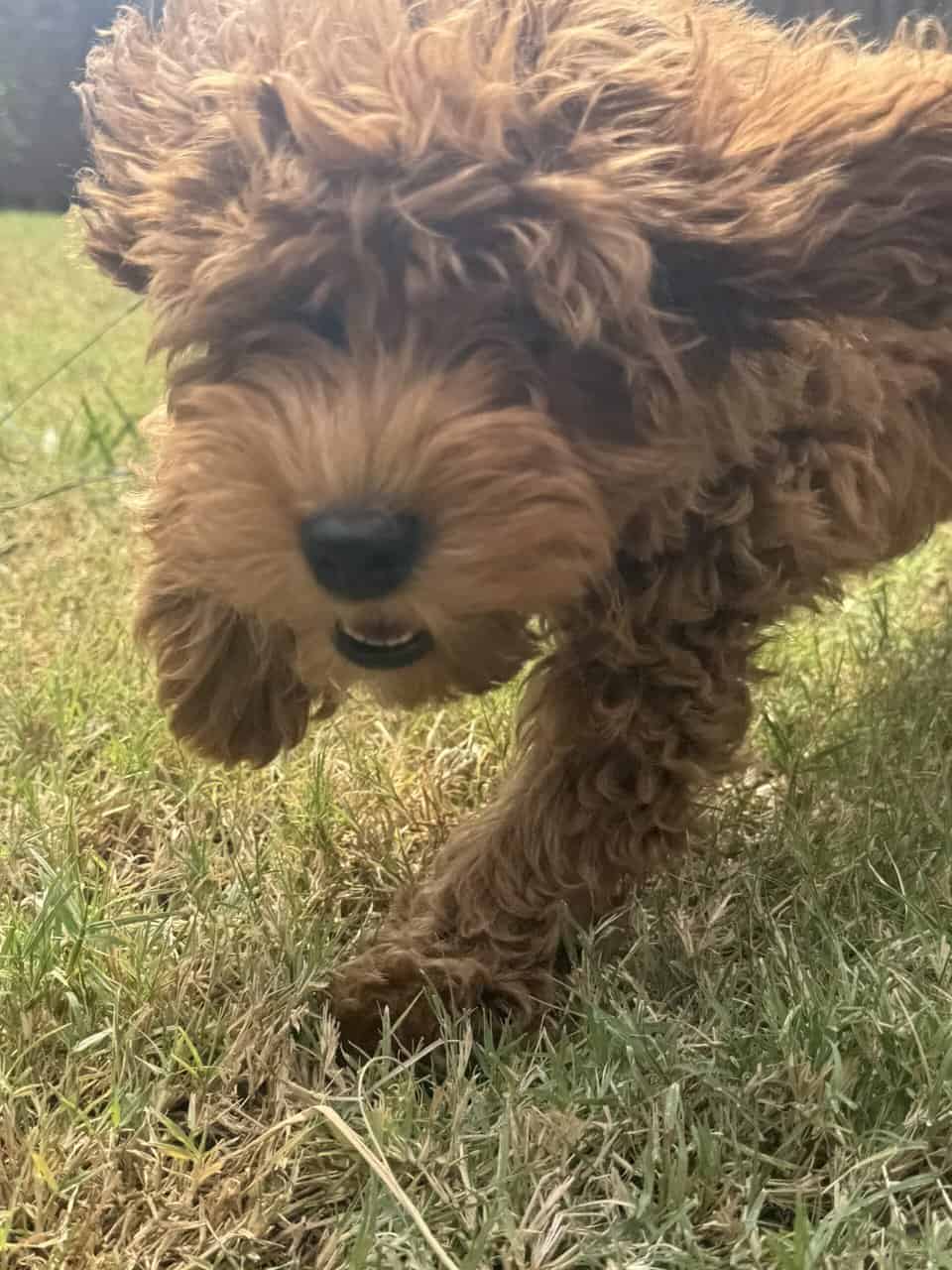 Goldendoodle Puppy image 5
