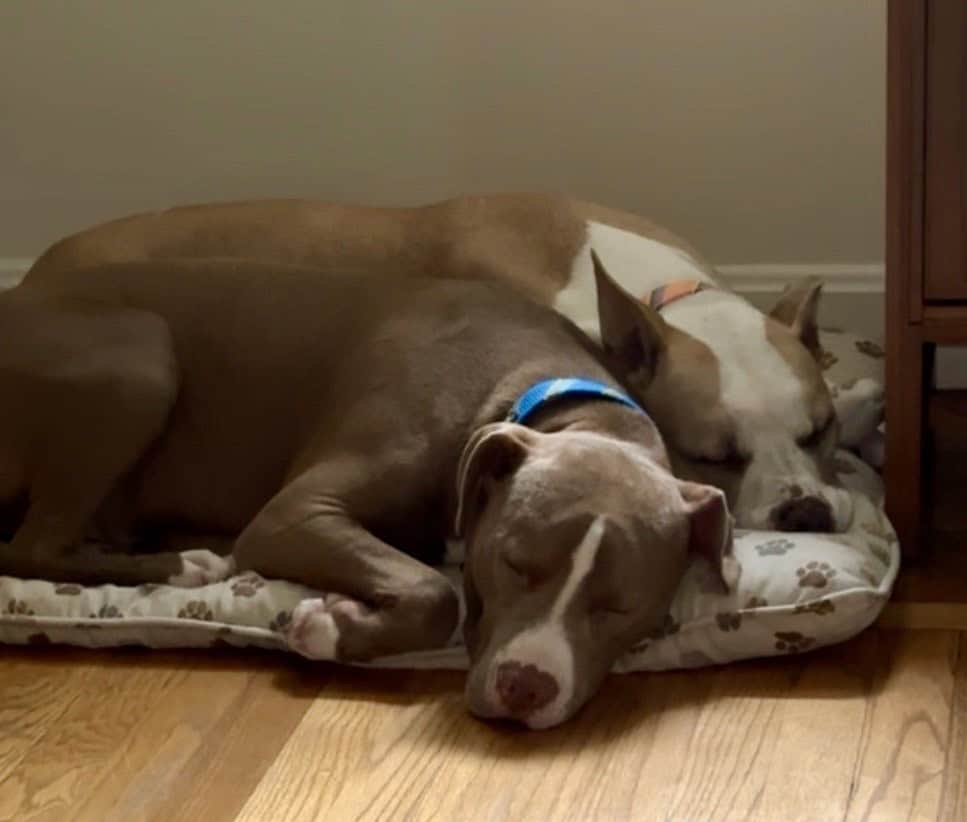 10 month old puppy image 2