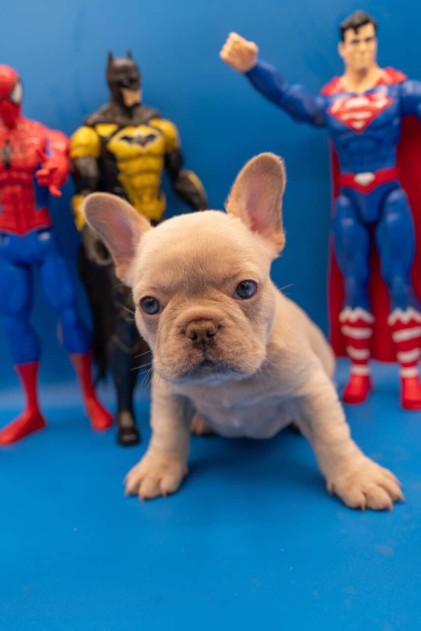 French Bulldog puppies image 2