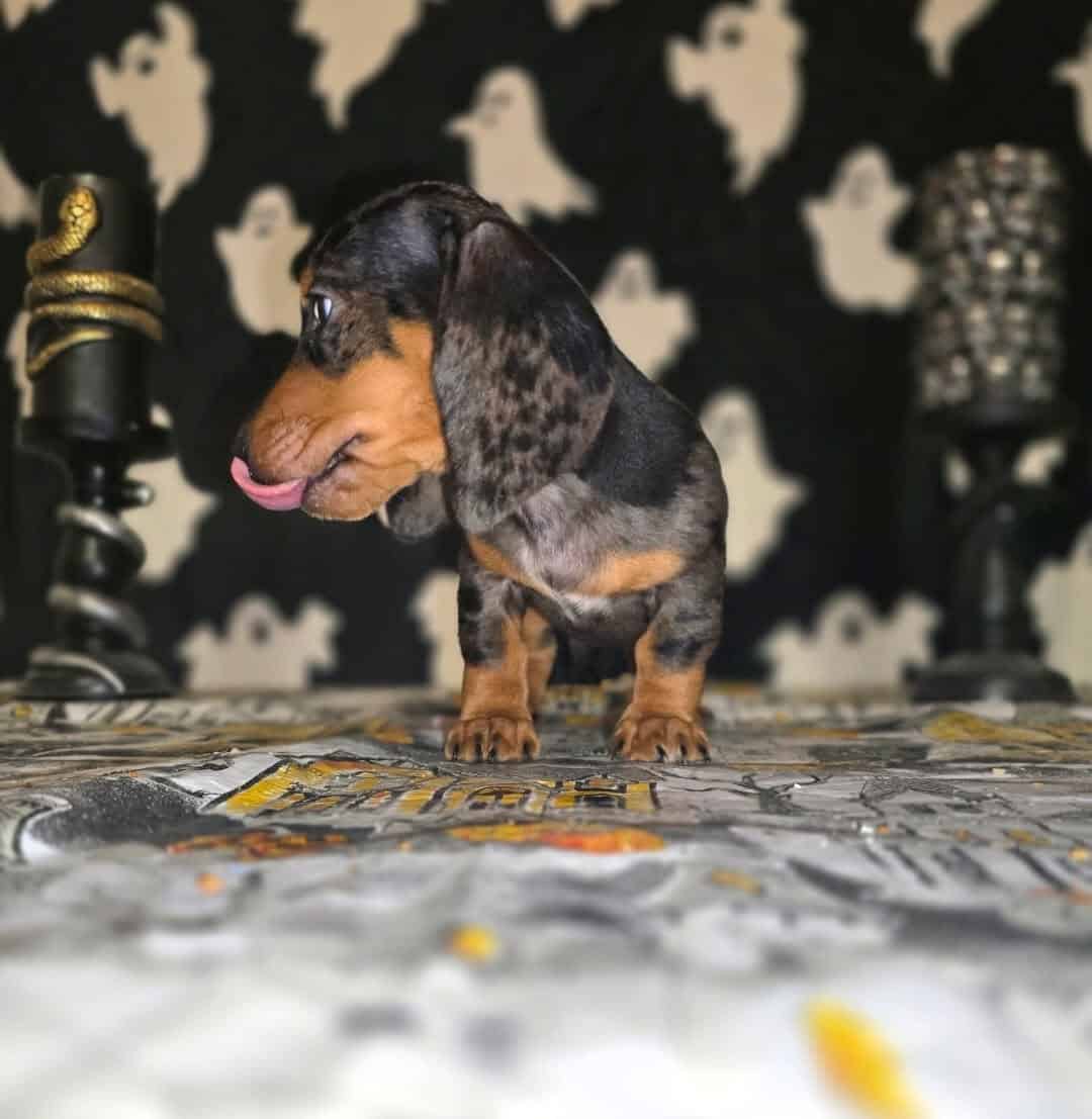 Mini dachshund for sale image 3