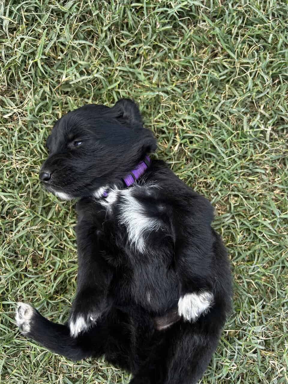 Golden Aussie (pupple) image 5