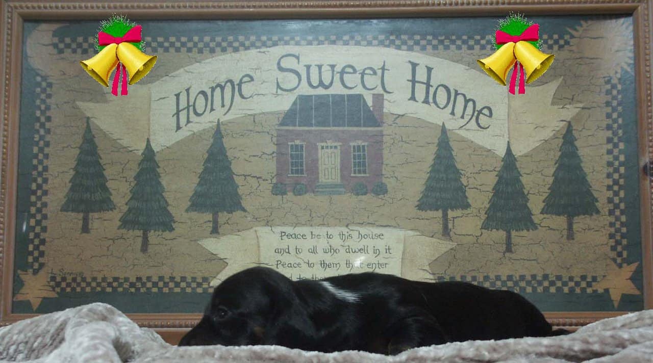 Dachshund puppies for sale image 2